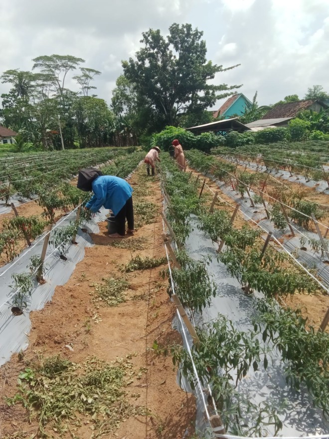 Panen Cabai Ketahanan Pangan BUMKAM Moris Jaya, Wujud Nyata Kemandirian Desa